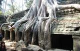 Siem-Reap_Temple_Ta_Phrom